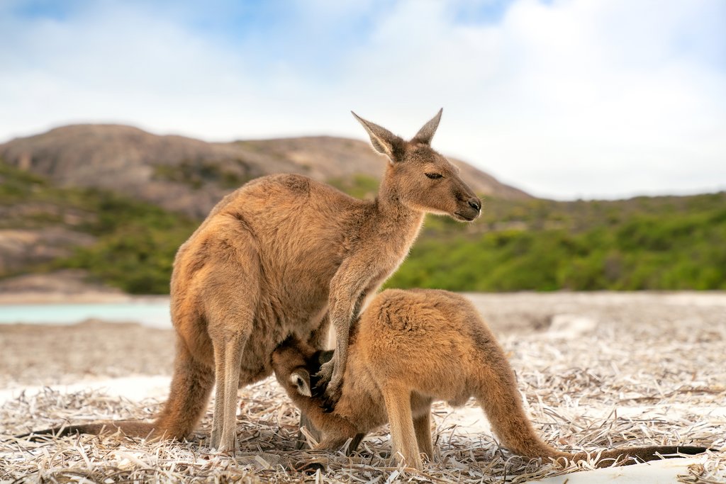 Kangaroo Island's inhabitants
