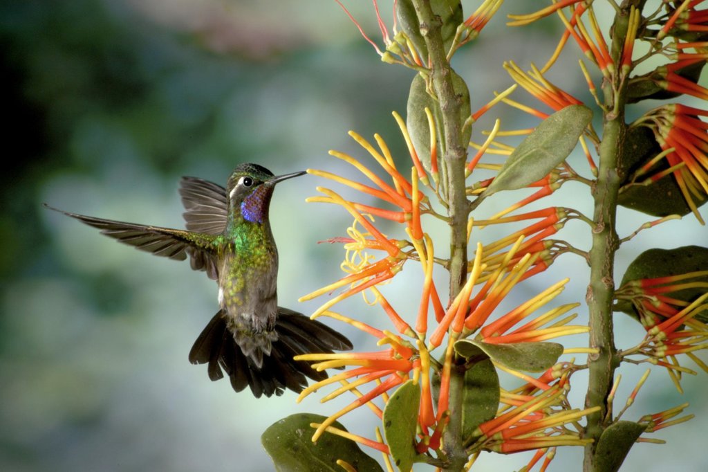 Purple throated hummingbird