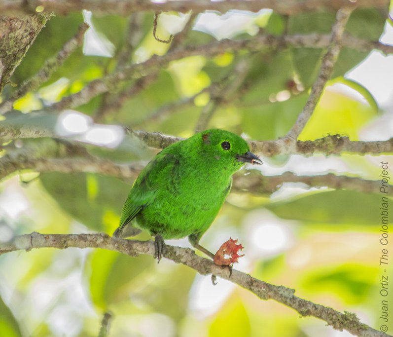 Glistening-green Tanager