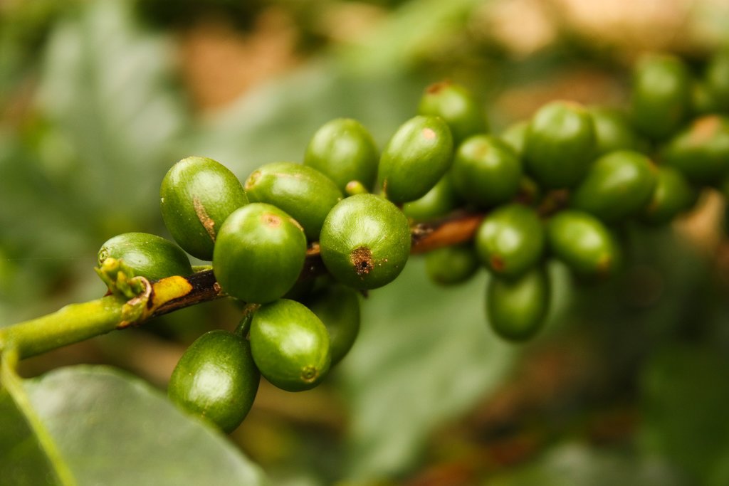 Coffee Berries