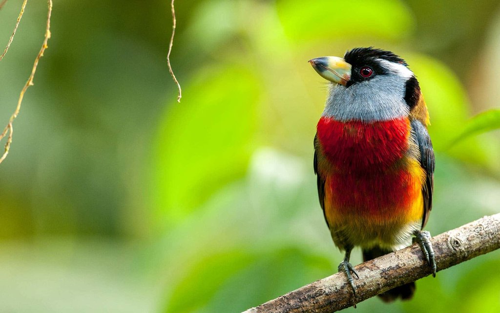Toucan barbet