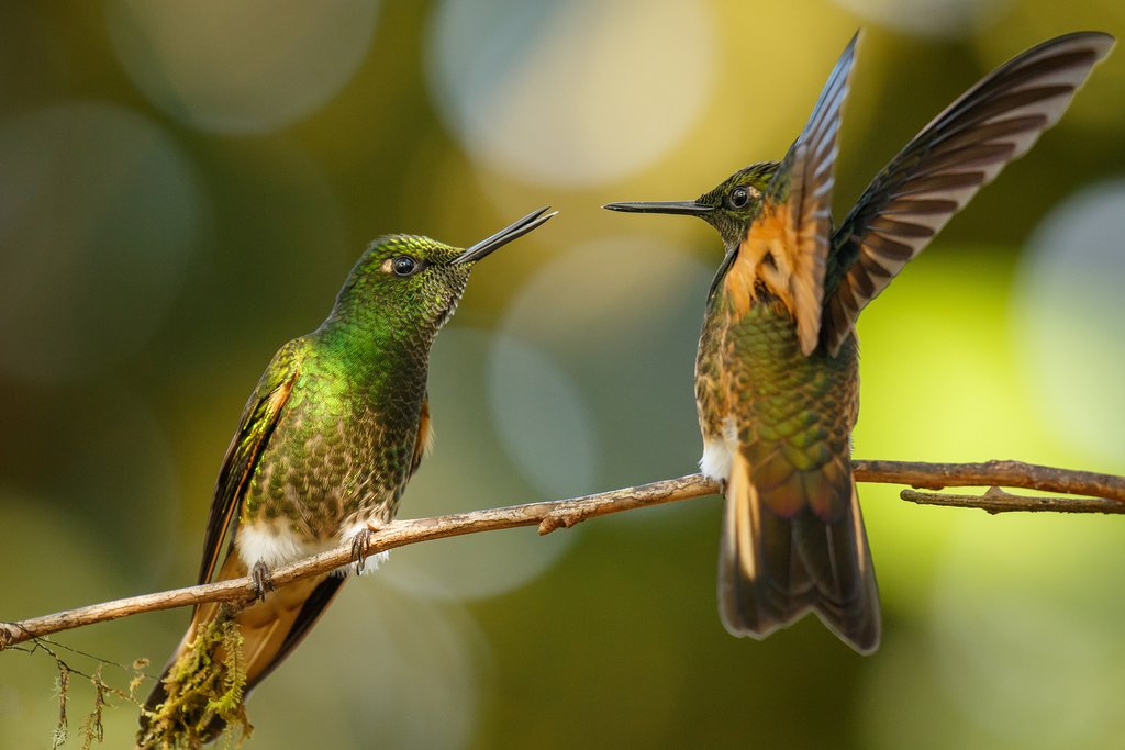 Hummingbirds of Costa Rica