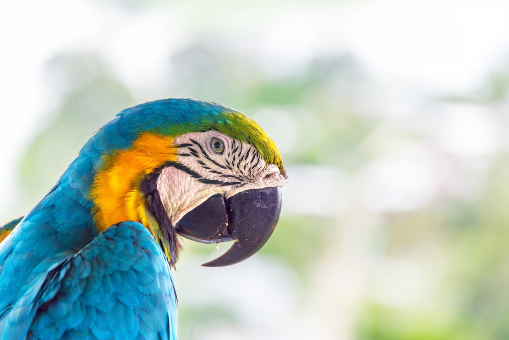 Blue and yellow macaw, one of the many bird species found in the Amazon