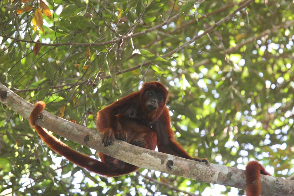 When you walk through the rainforest, make sure to look up! Life in the Amazon happens in the tree canopy
