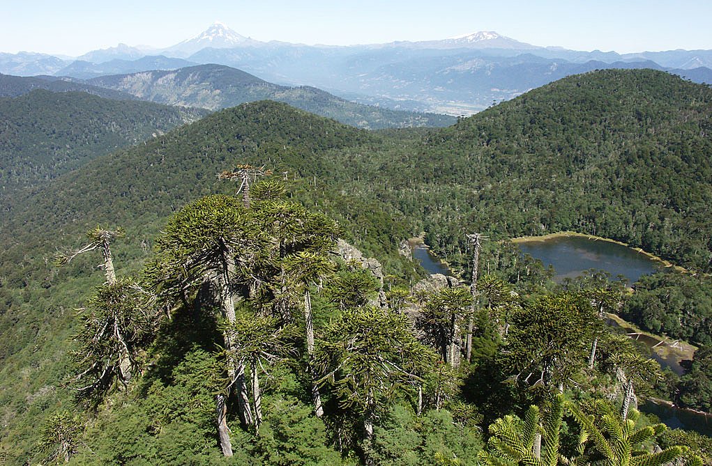 Santuario El Cañi