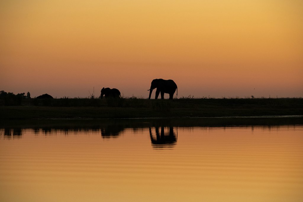 Elephants on the shore