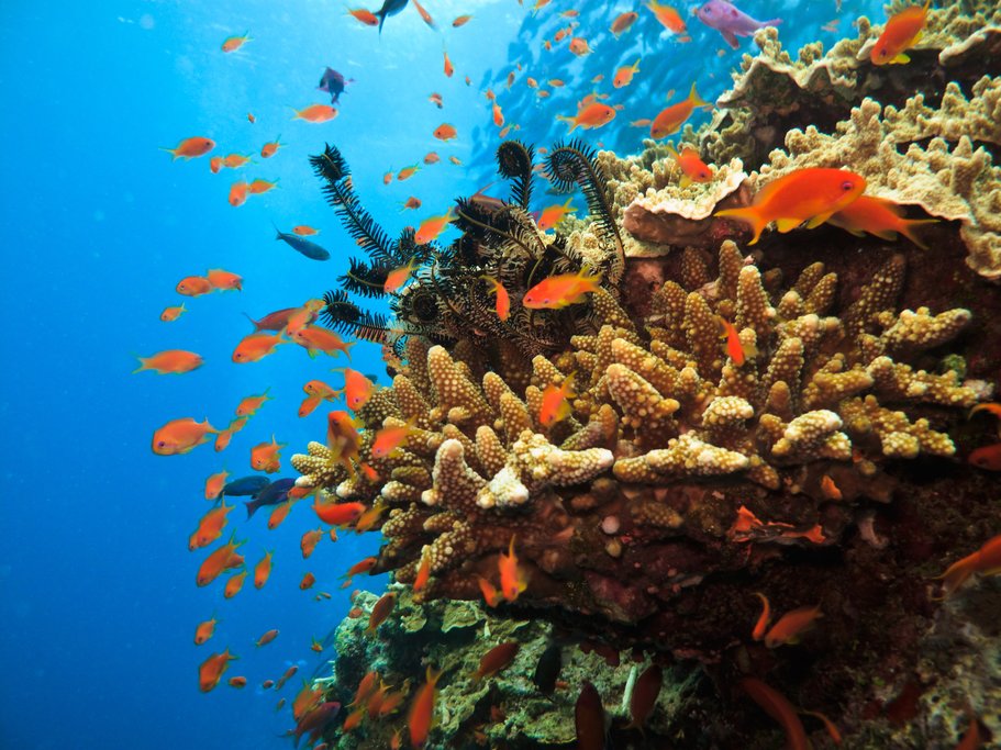 The Great Barrier Reef