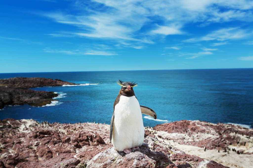 Rockhopper penguin in Argentina