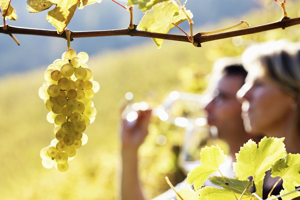 Tour Mendoza's vineyards and taste their wines