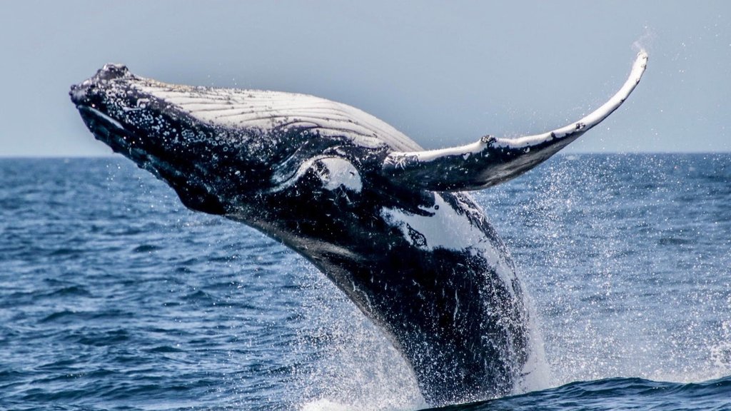 Whales frolicking on the Gold Coast