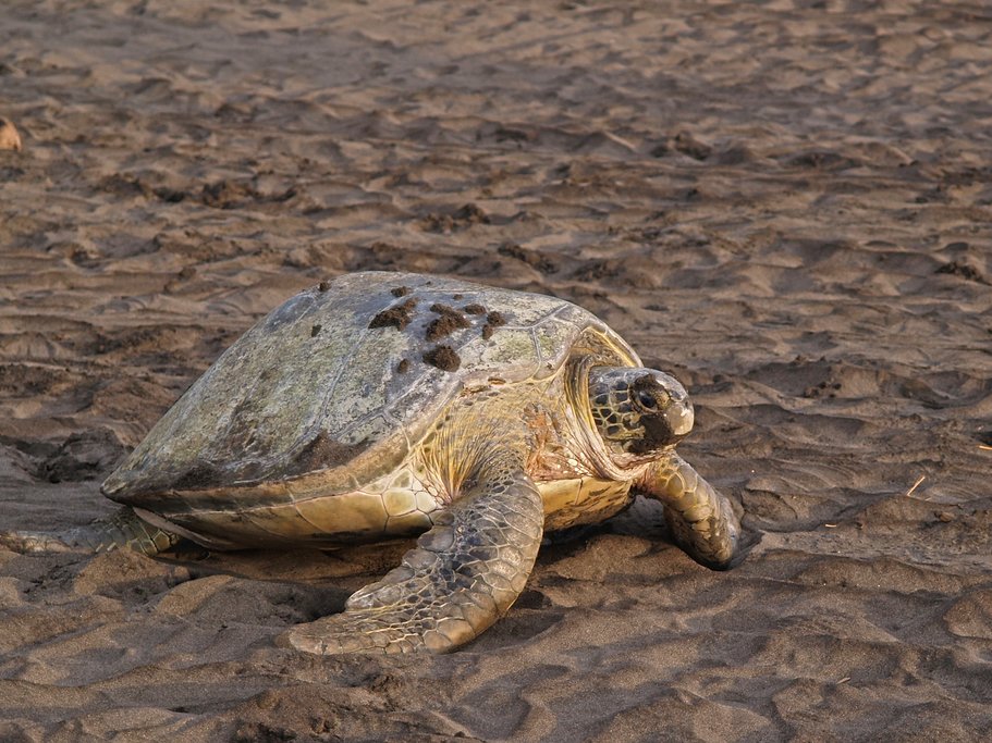 Leatherback Sea Turtle