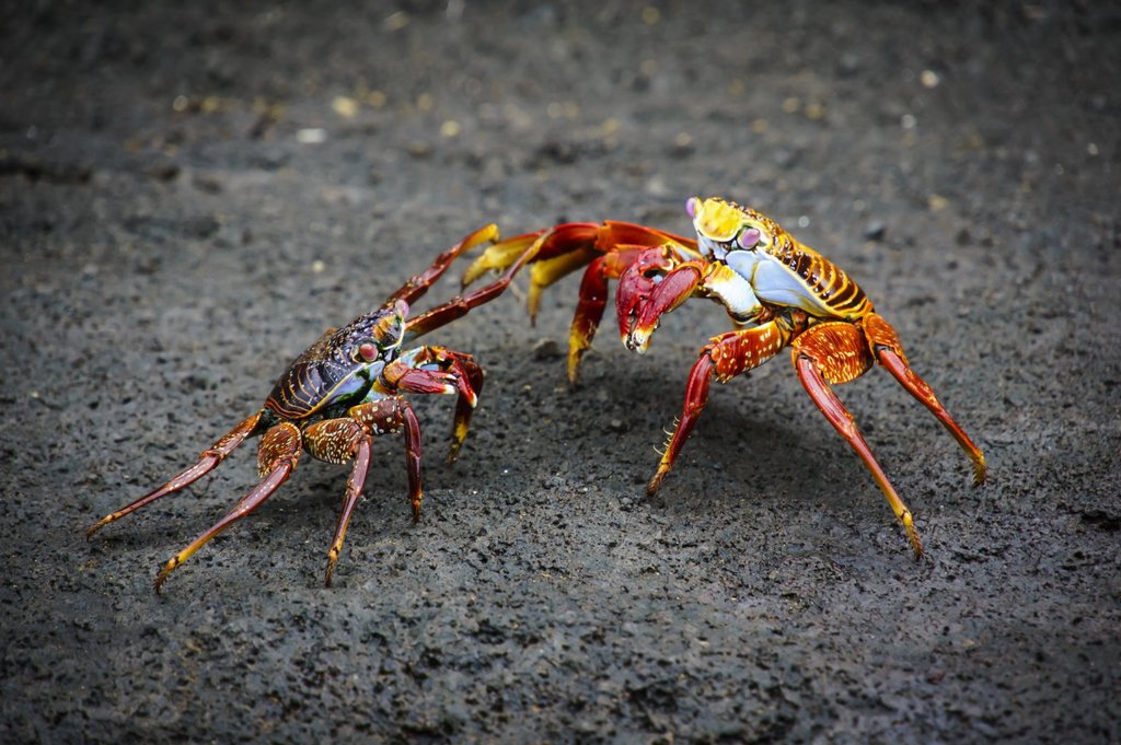 Sally Lightfoot crabs