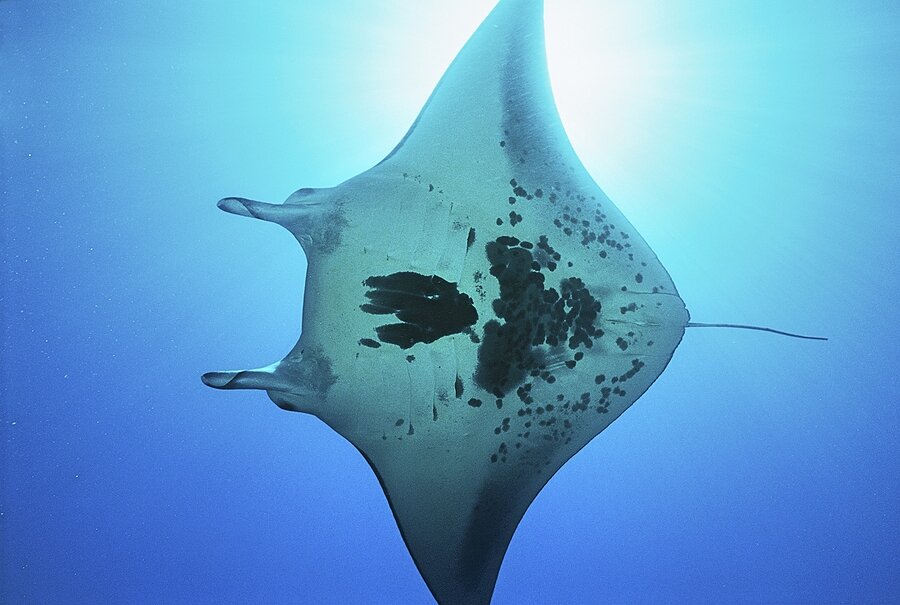 Look for manta rays as you snorkel today