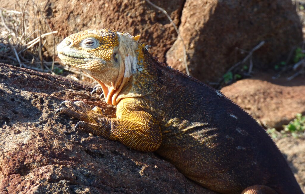 Land iguana