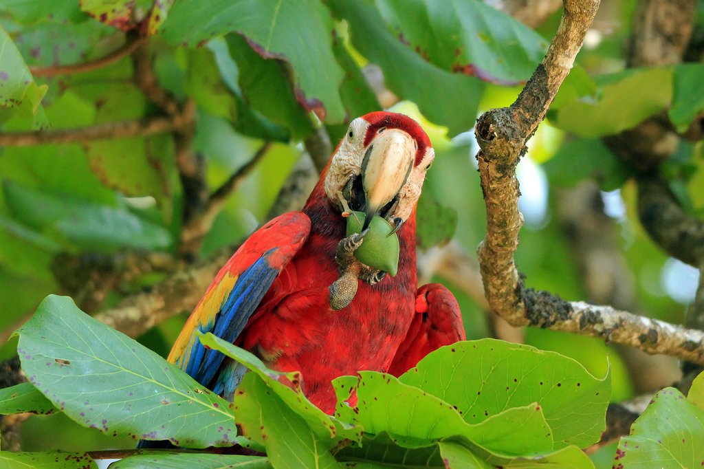 Scarlet macaw, one of the many exotic residents of Corcovado
