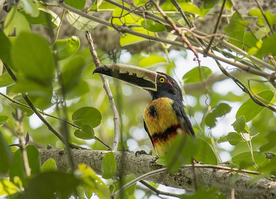 Collared Aracari, Minca, Sierra Nevada de Santa Marta, Colombia