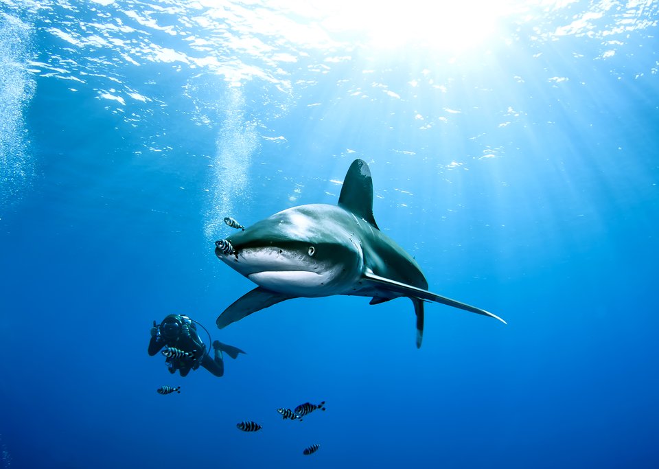 Go diving among white-tip reef sharks in Las Catalinas