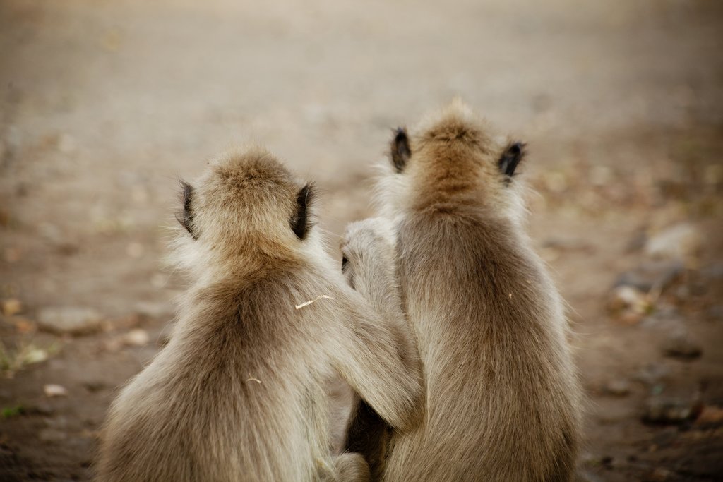 Gray Langur monkeys in Mudumalai National Park