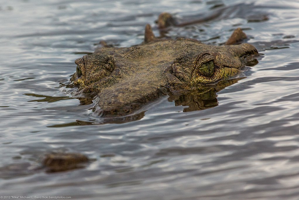 American Crocodile