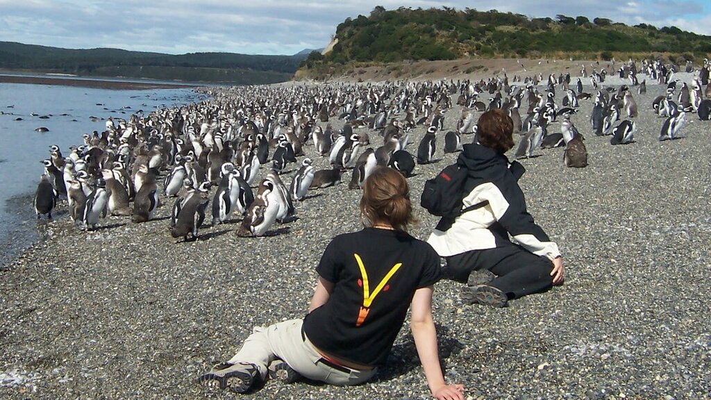 Half day Walking with Penguins