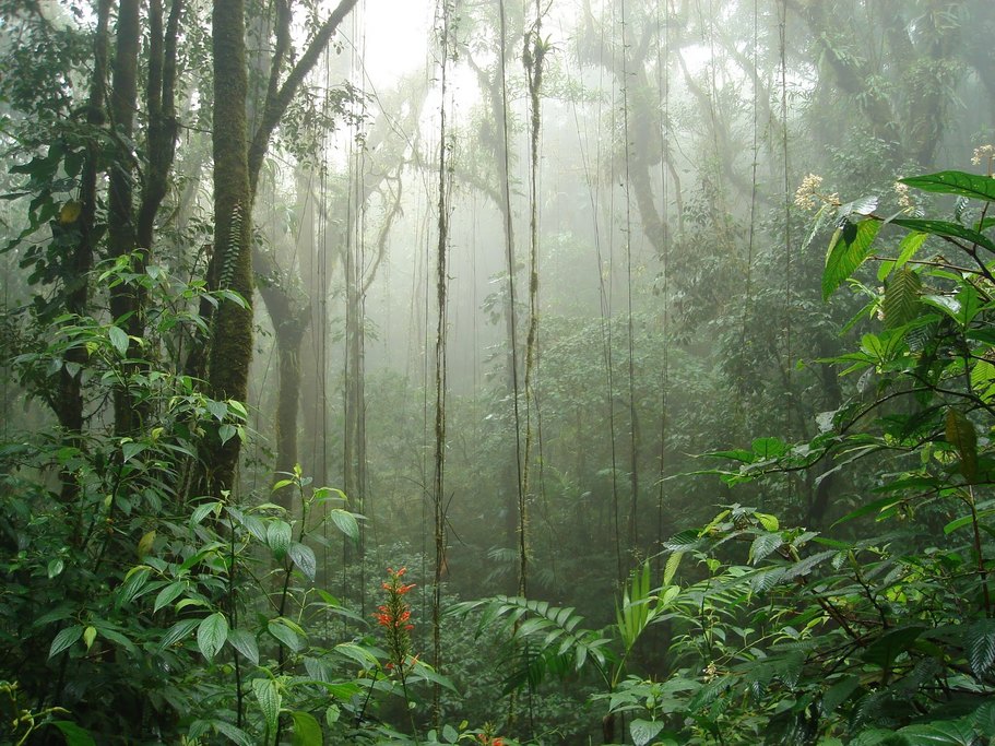 Monte Verde Cloud Forest