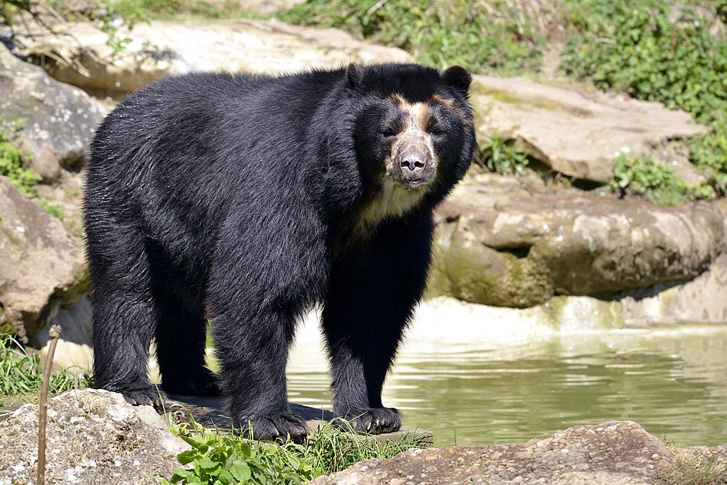 Spectacled Bear