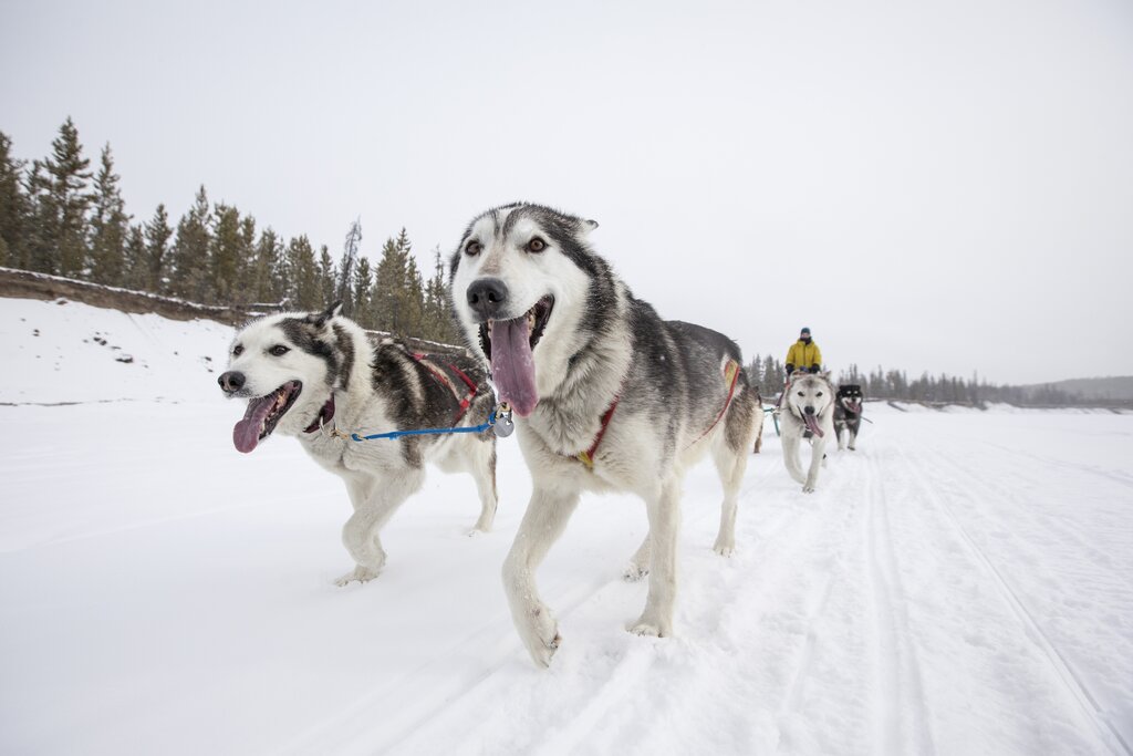 Half Day Dogsledding