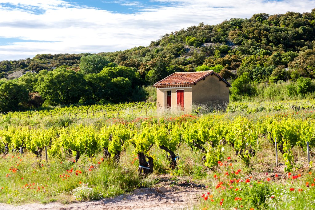 Chateauneuf du Pape, in France's Provence region