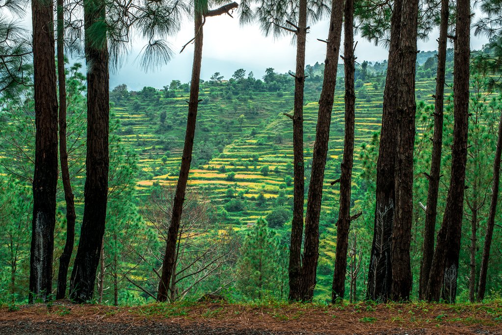 Forests and rice fields