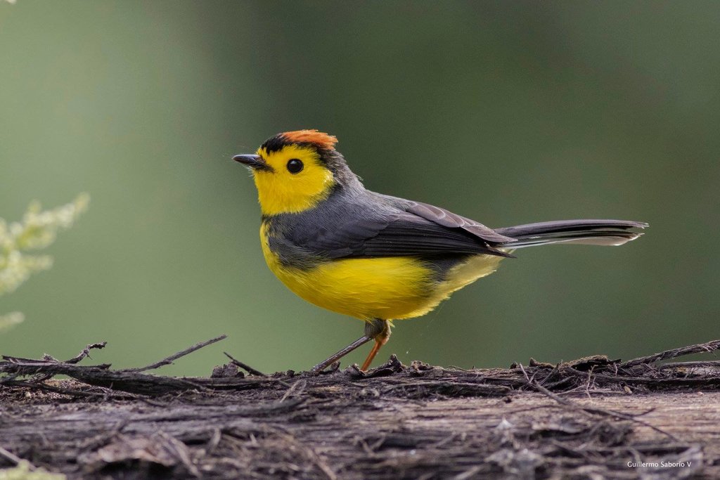 Go birding in the morning and spot a collared redstart