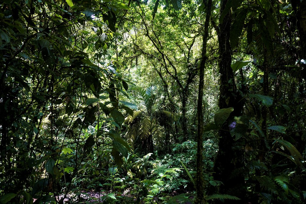 Take a stroll through Braulio Carrillo National Park