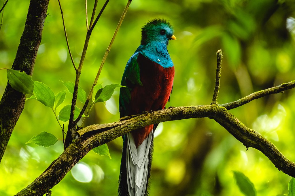 Monteverde is home to diverse and rare wildlife like the quetzal