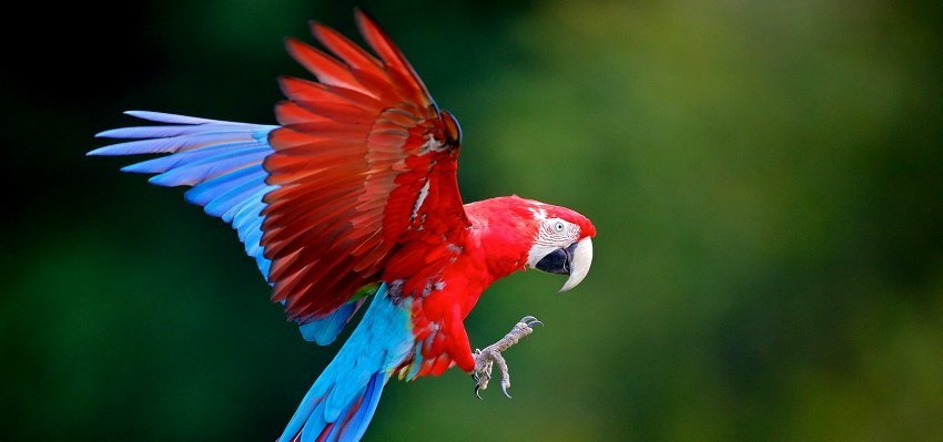 Flocks of Scarlet Macaws call the park home