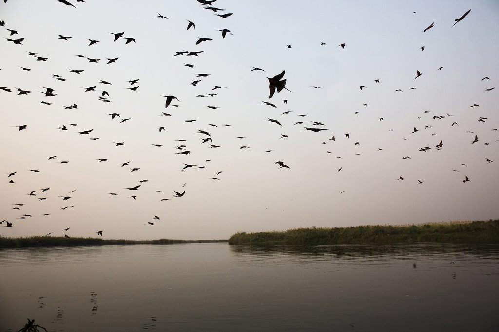 Birds over the river