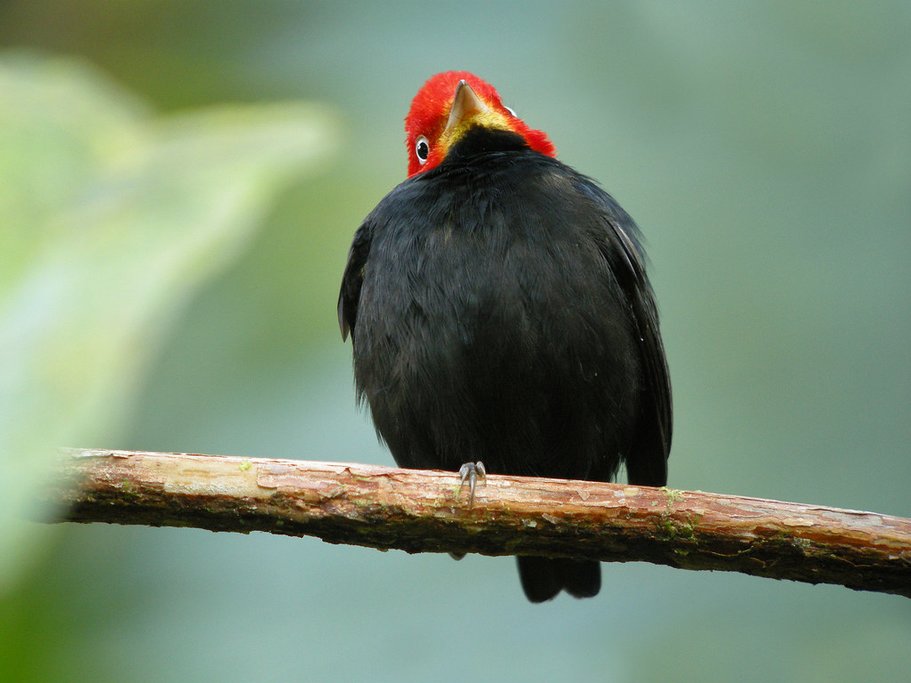 Red-capped manakin