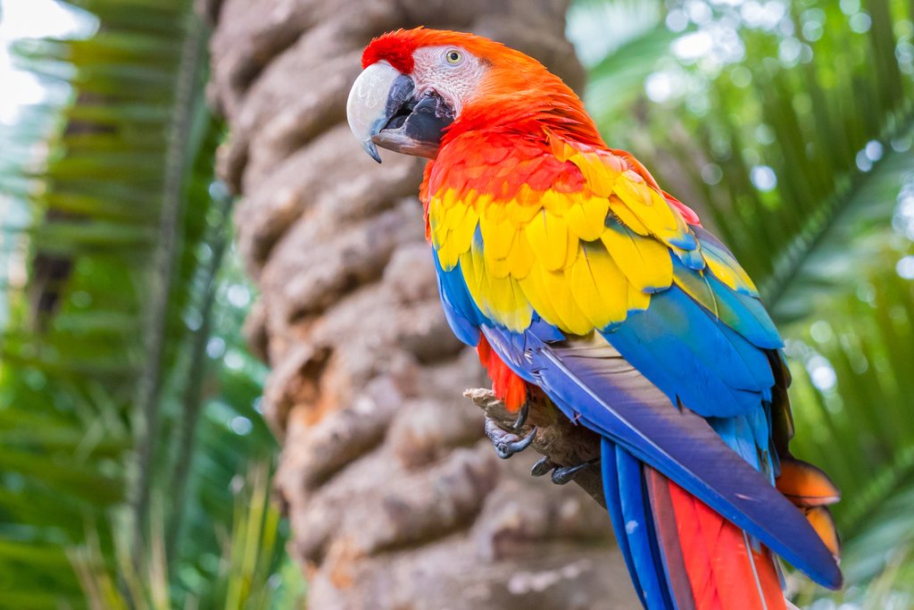 Scarlet macaw