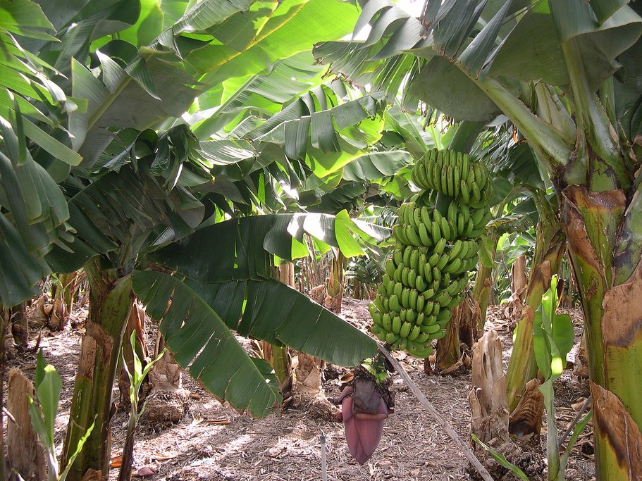 A Costa Rican banana plantation