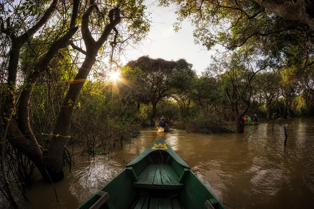 Mangrove Tour