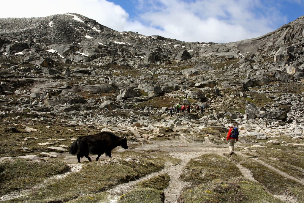 Yaks along the trail