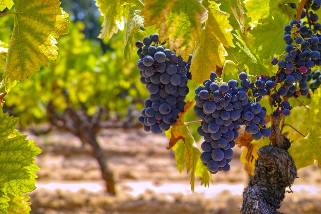 Ripe grapes in a vineyard