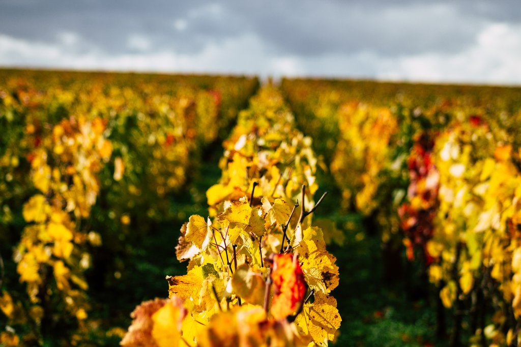 Autumn in the Reims countryside
