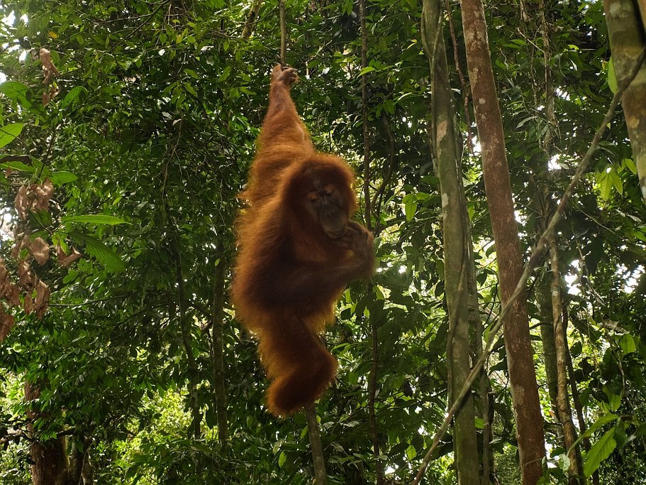 Trek in Gunung Leuser National Park