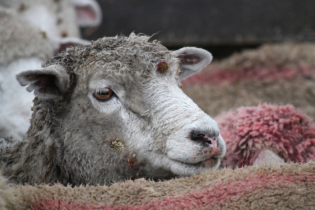 Meet the sheep of a Patagonian estancia