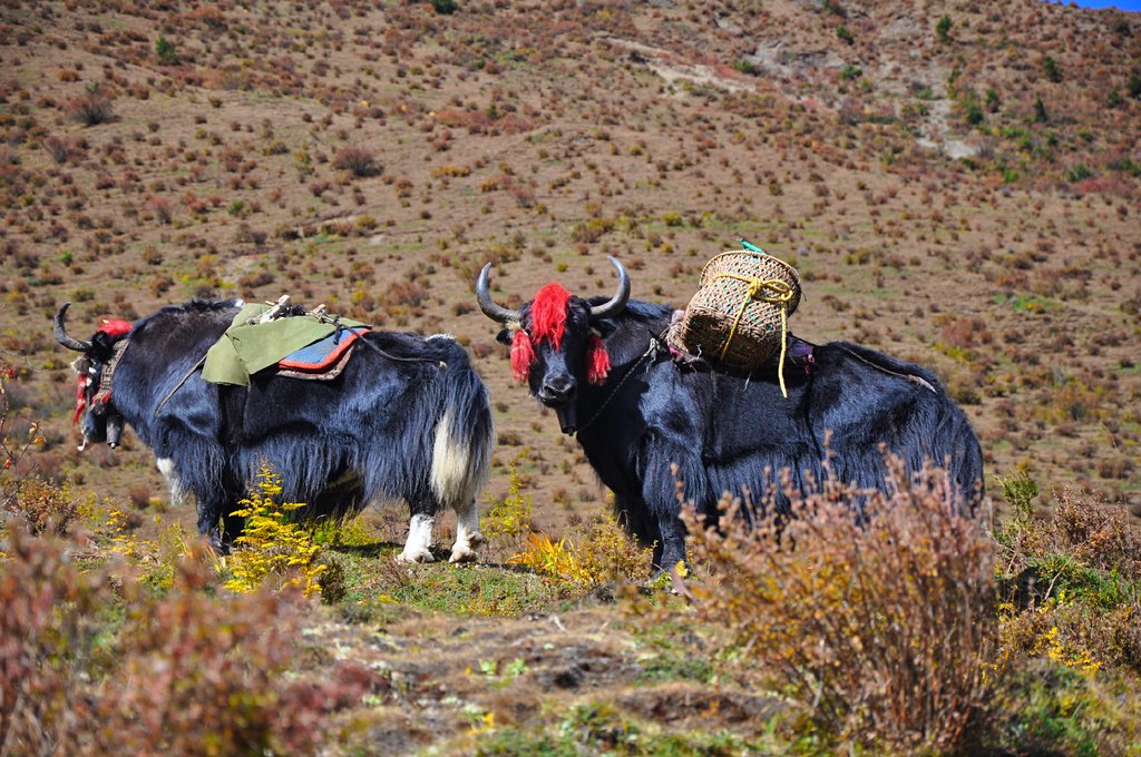 Mountain yaks