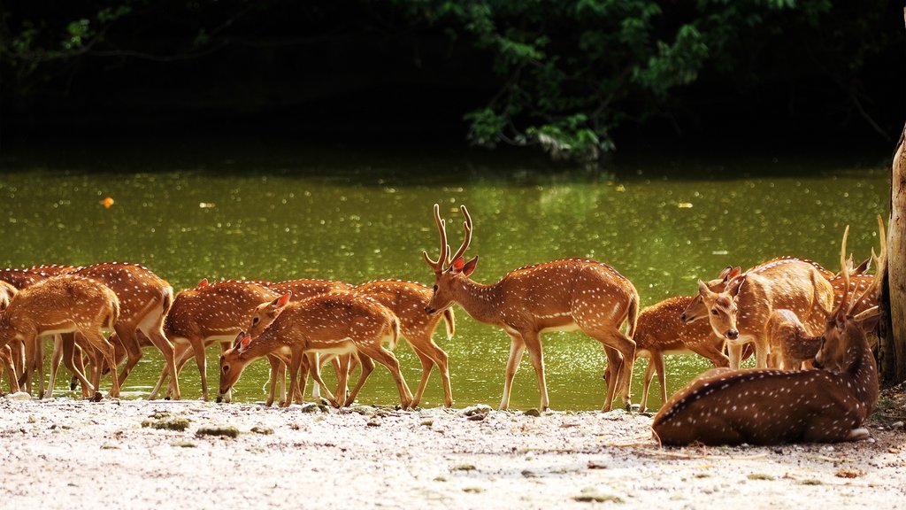 Deer in India