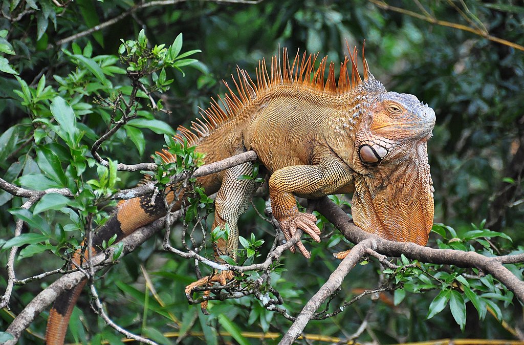 Spot wildlife like iguanas on your kayaking tour.