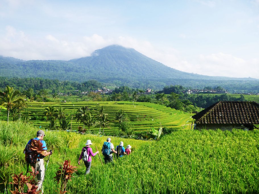 Trekking through paddy fields