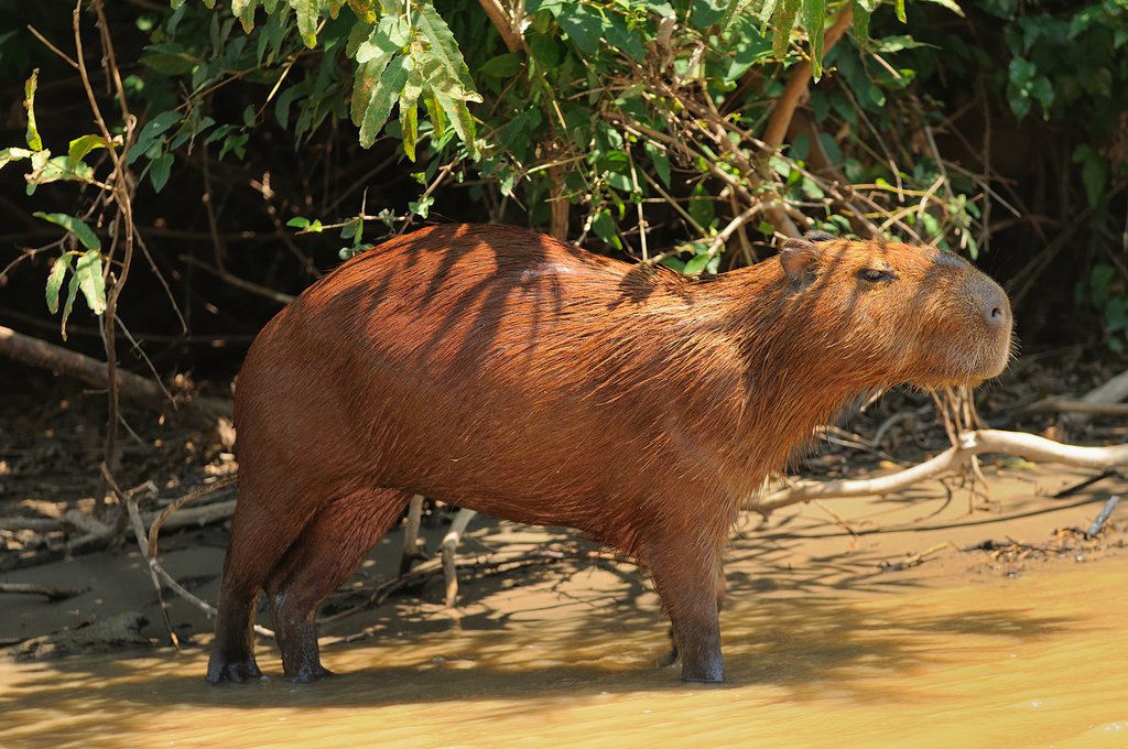 Capybara are just one of the many species of wildlife you might see along the river