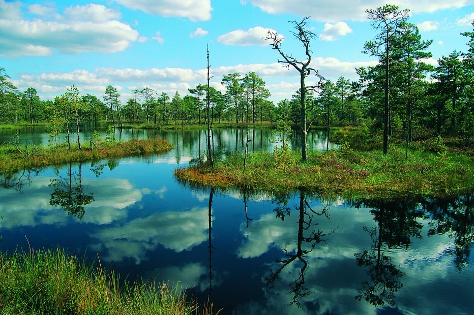 Beautiful swamp in Lahemaa National Park