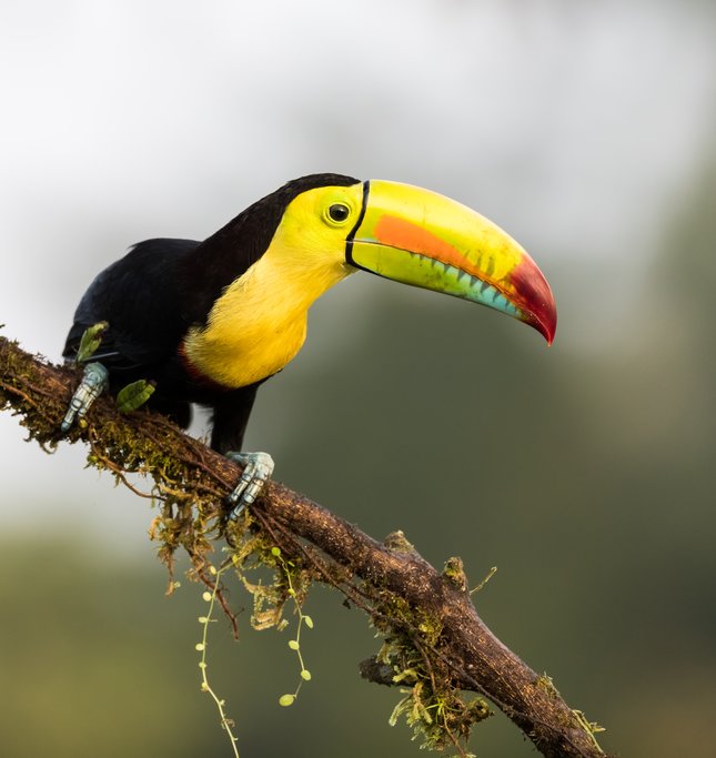 Toucan